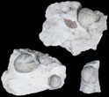 Flat: Assorted Echinoderm (Sea Urchin) Fossils - Pieces #92175-3